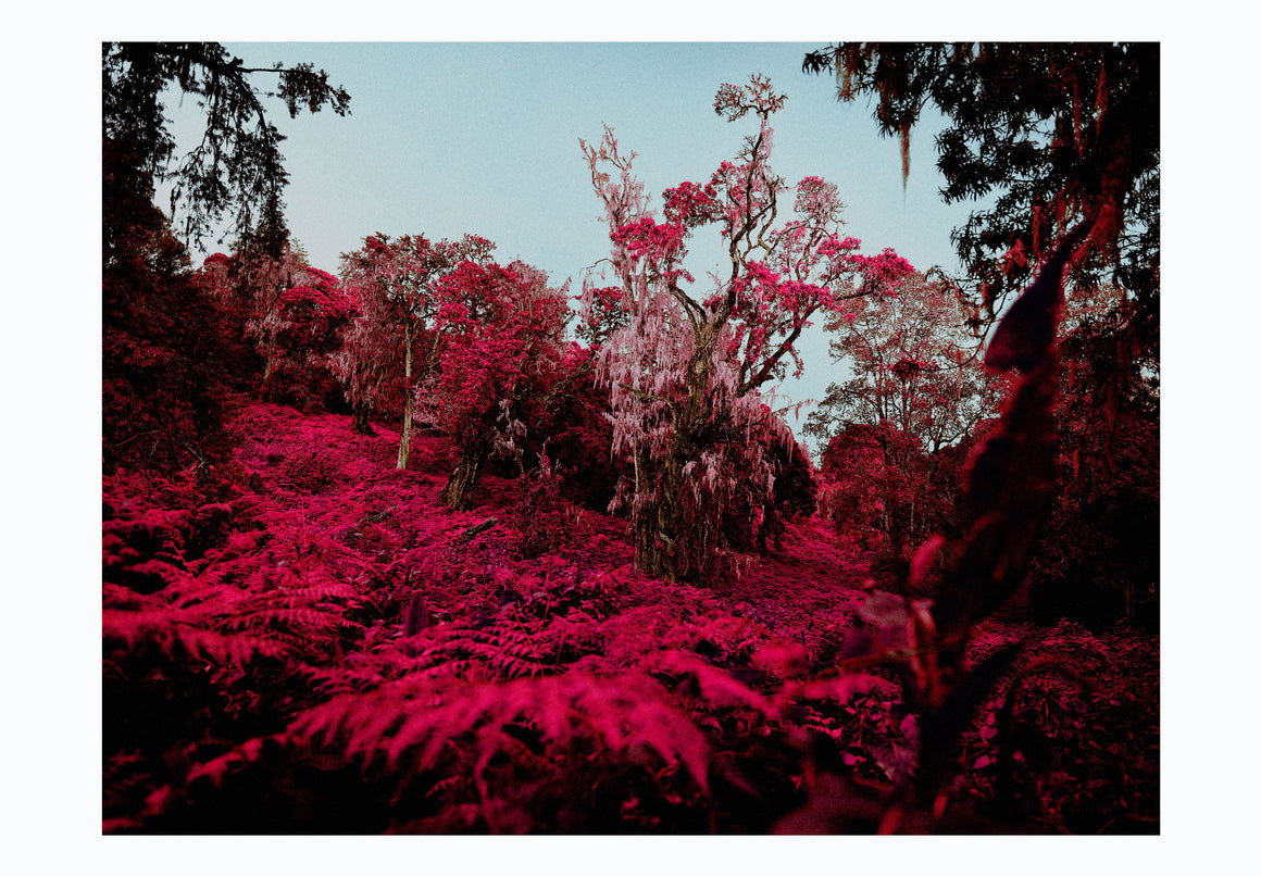 Kilimanjaro shot on Aerochrome film, 2018 - Photographic print, stamped and signed by Jan Grarup. Printet on Baryta Fine Art 325 gram paper in A2 (59,4 x 42cm)