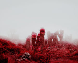PHOTOPRINT signed & numbered